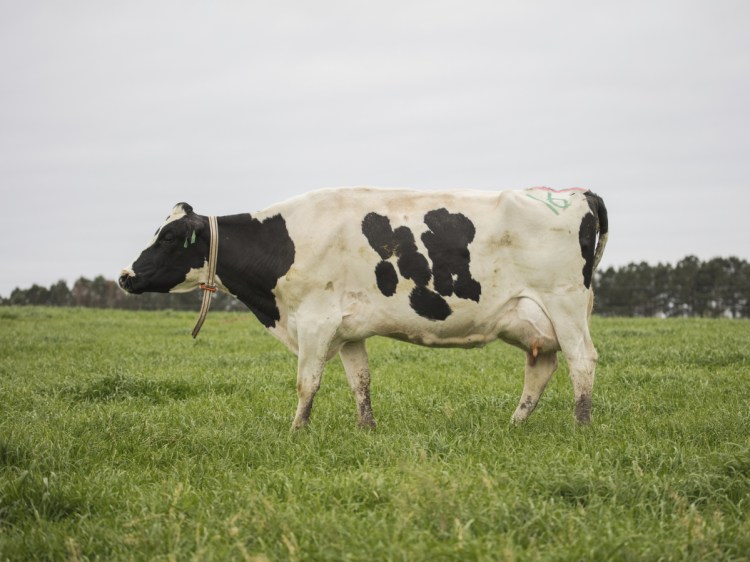 A dairy cow in Waynesboro, Ga., wears a tracking device, created by Connecterra, that provides real-time data on its behavior.