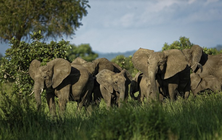 A herd of elephants form a protective circle against a perceived threat, just after one was shot with a tranquilizer dart.