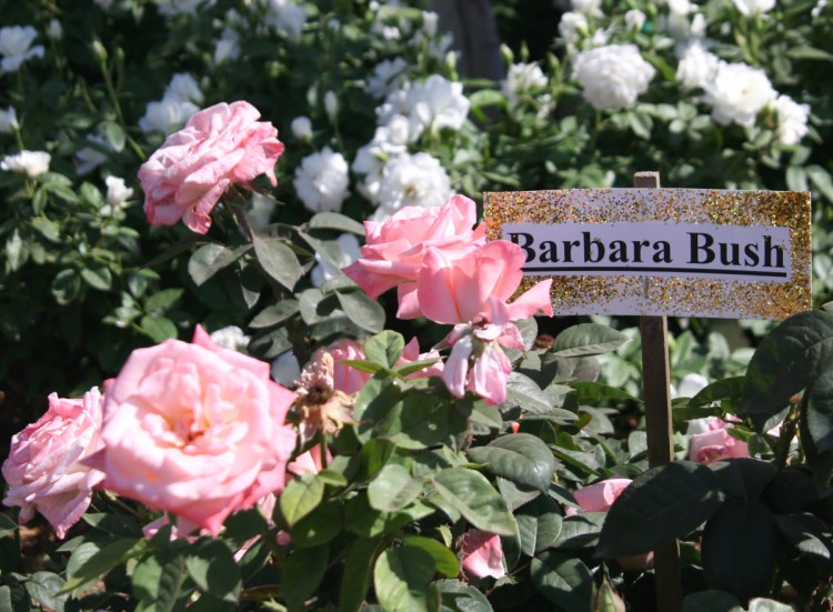 The bush was named in the former first lady's honor by Jackson & Perkins, a mail-order rose growing company dating to the 1870s.