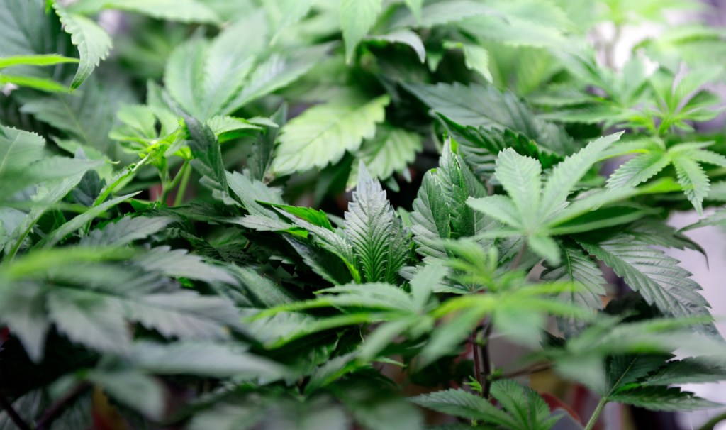Maine's voter-approved marijuana referendum would have allowed residents to grow up to six plants at home. The Legislature has reduced that cap to three, which is a reasonably cautious first step.