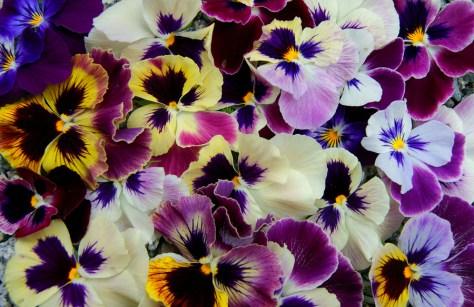Colorful floral background from Pansies.