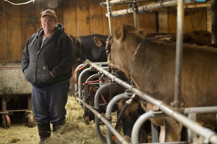 Martin Lane stands with his dairy cows at Shady Lane Farm in New Vineyard on Wednesday. Lane witnessed a bull escaping from a transport trailer in Skowhegan on Monday, running through town to the Kennebec River. He said it should not have been shot.