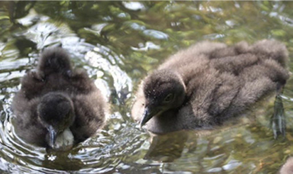 Loon chicks raised at Avian Haven last summer.