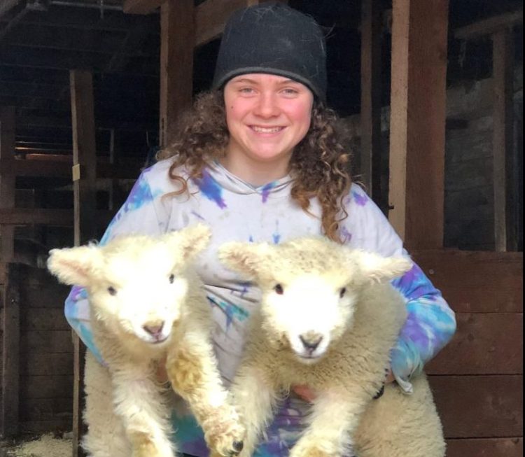 Sage Whithead, 12, shows off twin lambs born a few weeks ago at Winterberry Farm in Belgrade. Visitors can meet the lambs and numerous other farm animals at the spring celebration, which will include sheep shearing, spinning, and May pole dancing, on April 29.