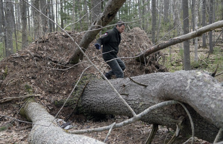Department of Inland Fisheries & Wildlife biologist John Pratte crosses a blow-down Wednesday on Swan Island, in the Kennebec River near Richmond. Several acres of trees were knocked over on the island during a windstorm in 2017 that has compelled Inland Fisheries & Wildlife, the agency that oversees the wildlife refuge, to initiate a salvage operation to remove the downed trees. Pratte, a wildlife biologist, oversees the island.