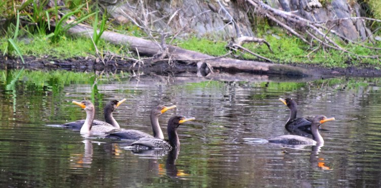 Double-crested cormorants cluster on a pond in Troy. Double-crested cormorants have been one of the species protected under the Migratory Bird Act since 1972. The Trump administration recently stopped interpreting the law as a protection against birds being killed by wind turbines and power lines.