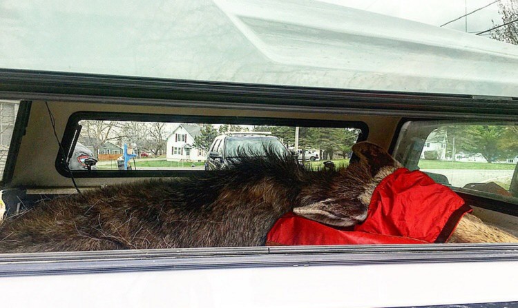 A warden service biologist tranquilized this moose who was wandering near the interstate and was determined to be a public safety hazard. Its eyes were covered with a tarp and it was transported to a safe location.