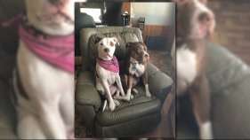 Buxton police are investigating after two pit bulls were shot and wounded at their owners' home.