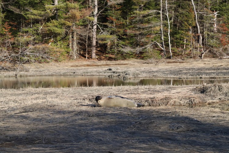An adult bull harp seal, possibly lost and needing rest, sighted in Freeport last month.