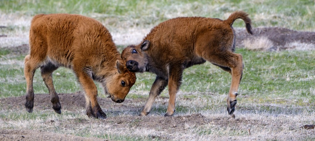 Young bison at Custer State Park in South Dakota. A species conservation program will relocate some herds.