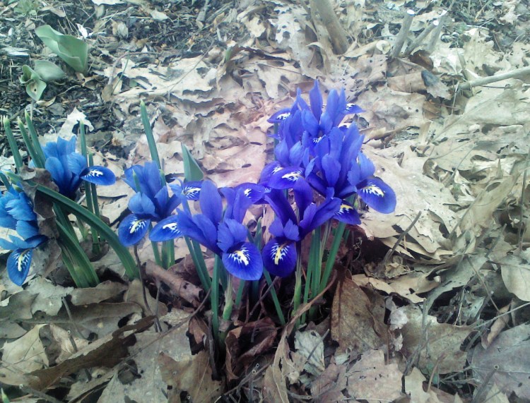 Crested iris, or Iris cristata, are North American natives.