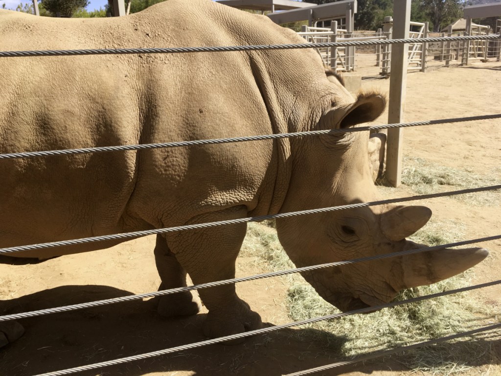 This photo shows Victoria, a pregnant southern white rhino, Thursday, May 17, 2018, at the San Diego Zoo Safari Park in Escondido, Calif. The rhino, which has become pregnant through artificial insemination at the park, is giving hope for efforts to save a subspecies of one of the world's most recognizable animals, researchers announced Thursday. (AP Photo/Julie Watson)