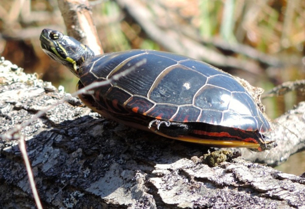 A painted turtle rests on a log along scenic Lake George on the Canaan-Skowhegan line.