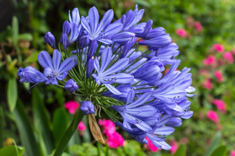 Agapanthus grows best in a mostly sunny site with rich soil that drains well.