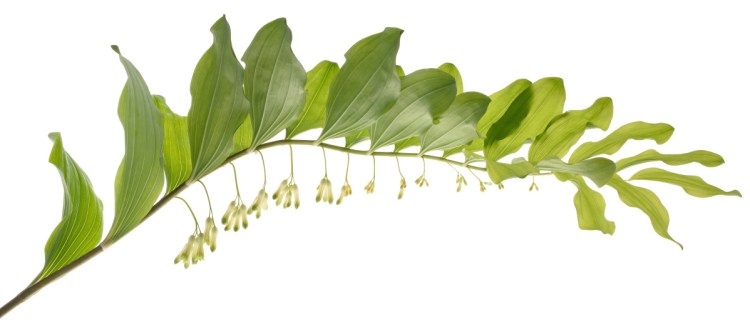 Solomon’s seal is a striking plant, growing 4 feet tall, with small, pale flowers hanging down from an arching stem.