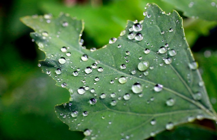Raindrops rest on a leaf after an afternoon shower in Portland.