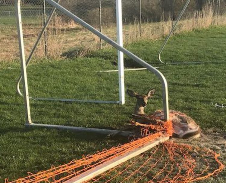 A deer was caught in a soccer goal net and freed by Augusta police Thursday morning.