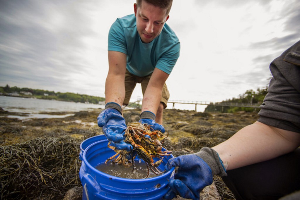 University of Maine graduate student Tyler Van Kirk collects green crabs in Tenants Harbor.
