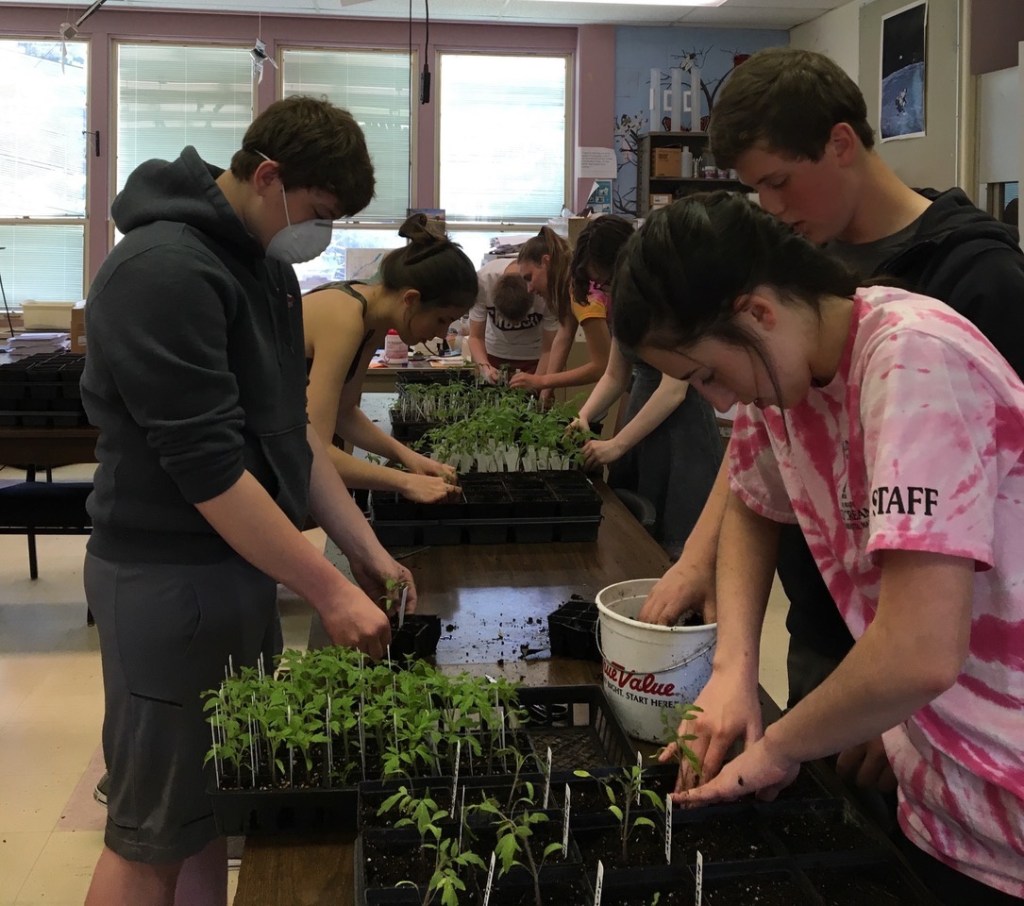 Wiscasset Middle High School students, from left, Dalton Roy, Lily Yeaton, Kayla Cossette and Brian Foye transplant heirloom tomato seedlings for the Morris Farm Community Plant Sale set for May 19.