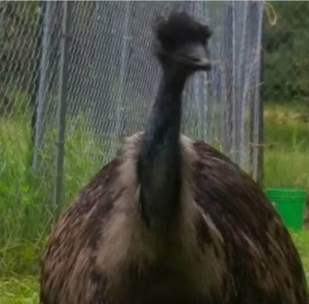 An emu known as "The Bird" is on the loose in Lisbon Falls.
