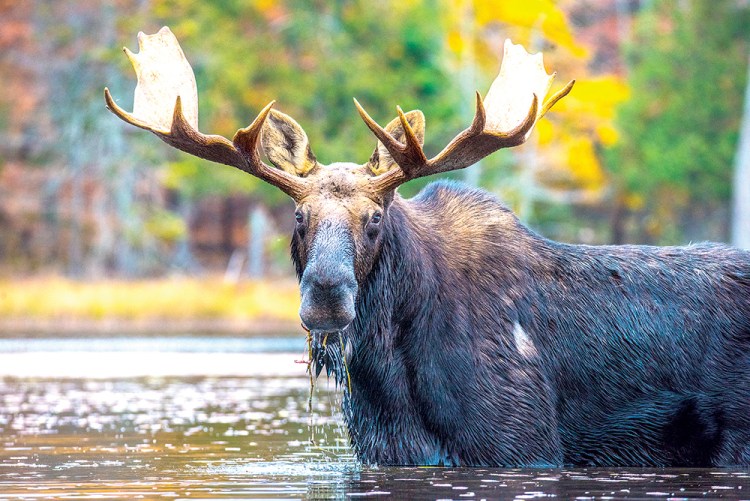 Main Street Skowhegan is hosting the Maine Inland Fisheries and Wildlife Moose Permit lottery on June 9. Contributed photo by Mike McVey