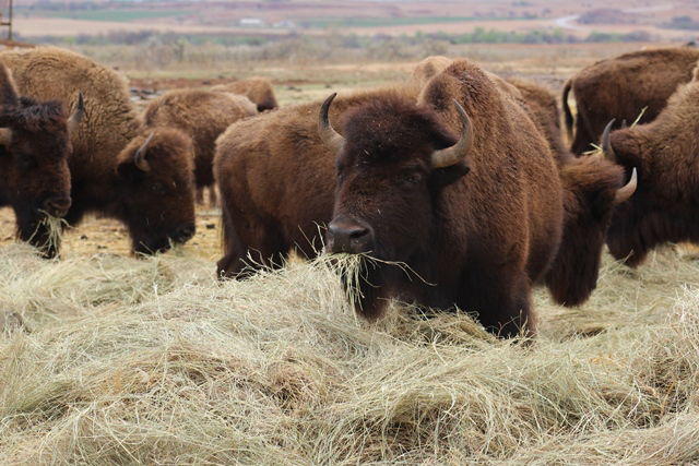 Buffalo at Foss State Park in Oklahoma.