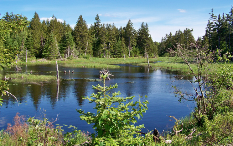 The forests and wetlands of Moosehorn National Wildlife Refuge in Washington County provide habitat for over 225 species of birds, endangered species, resident wildlife, and rare plants.