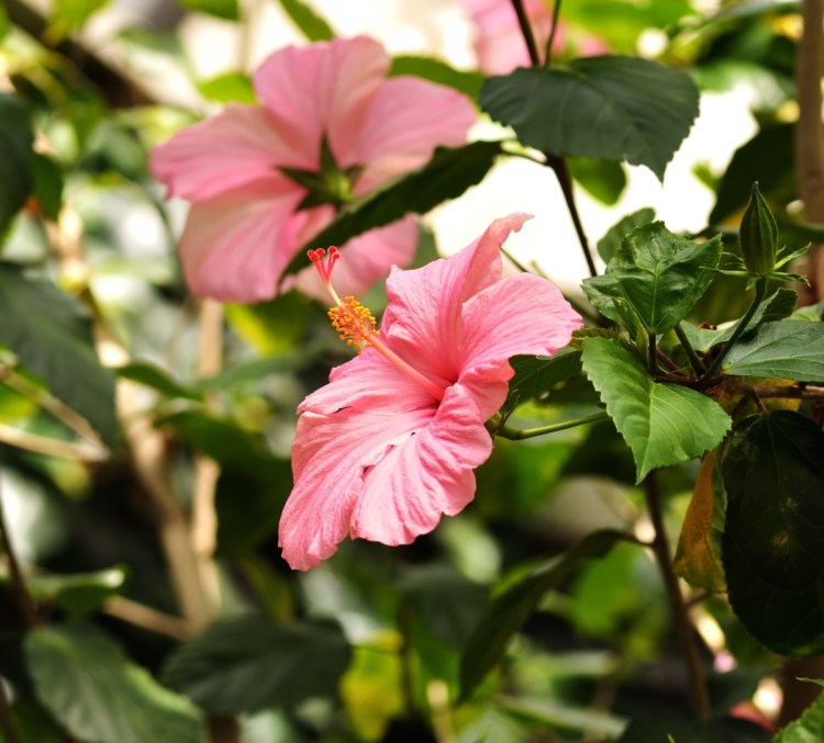 Tropical hibiscus. The tropical versions have large bright flowers; red and pink are most common, but also peach, orange and yellow.