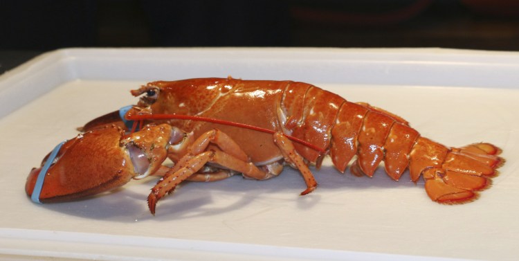 A rare orange lobster is now housed at the New England Aquarium in Boston. Workers at a Westborough, Mass., supermarket found the lobster in a shipment of crustaceans from Cape Breton Island in Nova Scotia and donated it to the aquarium.