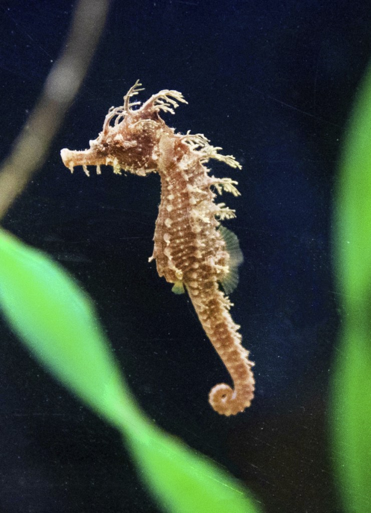 Rescued seahorse "Frito" swims in a tank at the aquarium Sunday in Clearwater, Fla.
Clearwater Marine Aquarium
