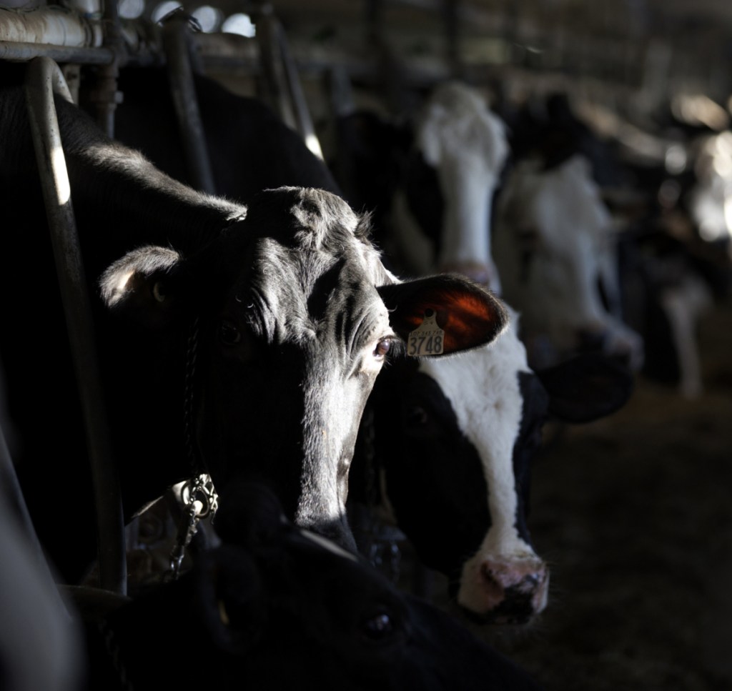 Canada's protected dairy system caps production to avoid oversupply and maintain stable prices for farmers, but President Trump and others have called for it to be ended.