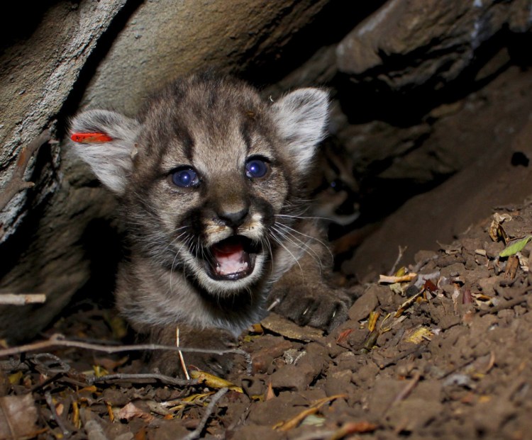 This mountain lion kitten, its ear tagged for tracking, is one of four recently found in a den in Southern California by researchers studying how cougars survive in fragmented wilderness areas.