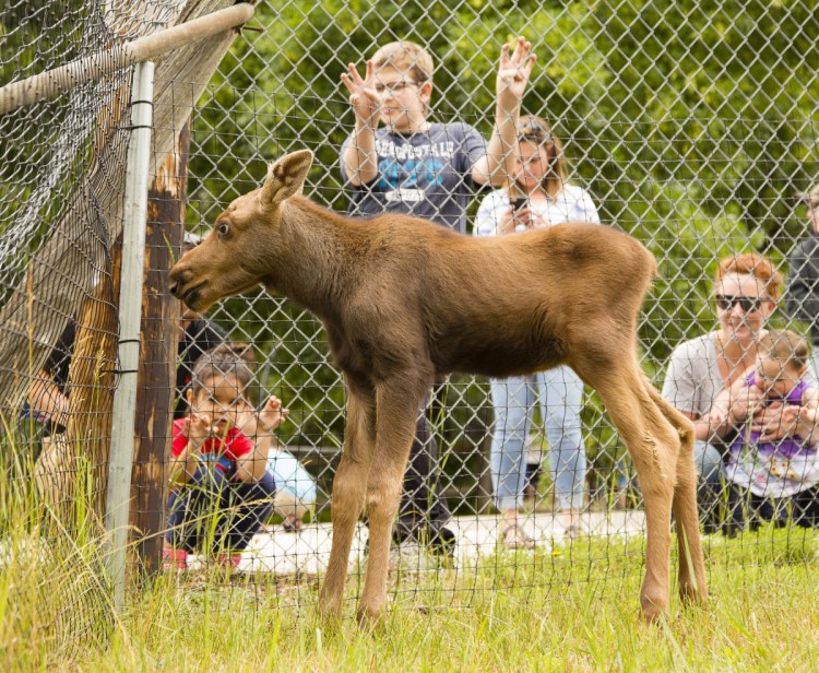 A 3-week-old female moose rescued in Wallagrass, Maine, has taken up residence at the Maine Wildlife Park in Gray, much to the amusement of the park's guests Sunday.