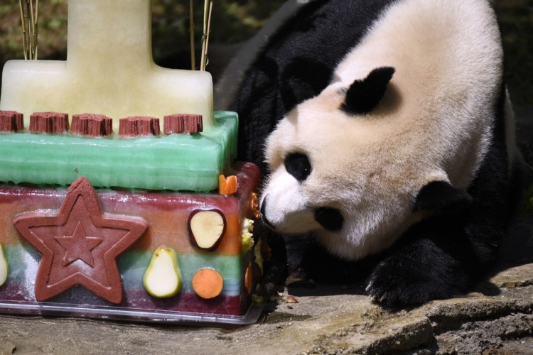 Mei Xiang, mother of giant panda cub Bei Bei, eats Bei Bei's birthday cake at the National Zoo in Washington during a celebration of Bei Bei's first birthday in 2016. Officials closed the panda habitat on Sunday to give Mei Xiang some quiet time because she is exhibiting behaviors consistent with both a pregnancy and false pregnancy.