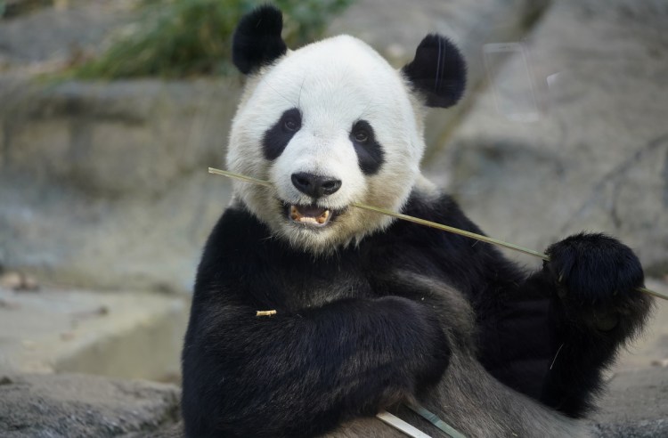 Male giant panda Ri Ri, father of baby panda Xiang Xiang, bites bamboo in a cage at Ueno Zoo in Tokyo in 2017.
