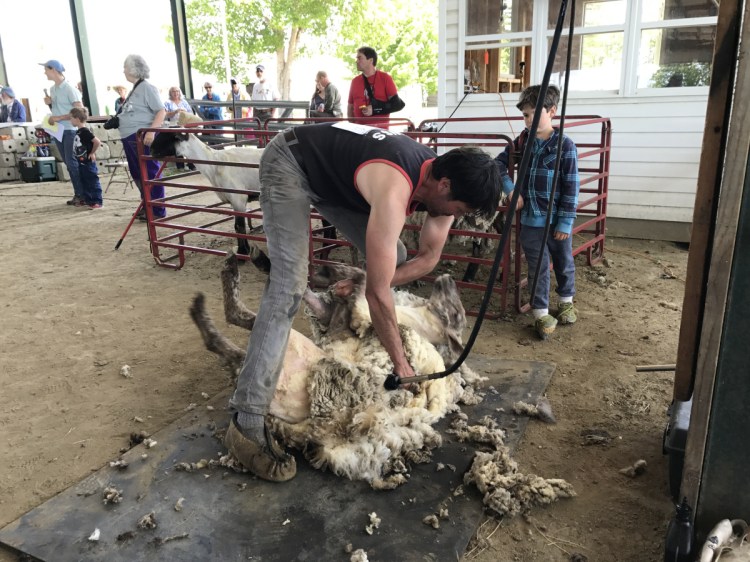 Jeff Burchstead, of Wiscasset, competes Sunday in the first sheep shearing competition to be held at Maine Fiber Frolic, a festival held every year at the Windsor Fairgrounds. Organizers say it's Maine's only sheep shearing contest.
