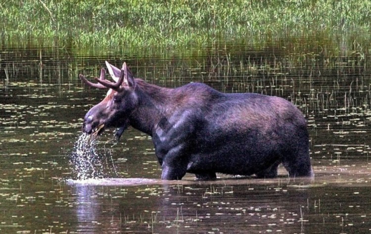 A bull moose lifts its head out of the water in 2016 while eating in a small pond along U.S. Route 201 in The Forks. Main Street Skowhegan announced that the Maine Moose Permit Lottery would take place in Skowhegan at the fairgrounds during the inaugural Skowhegan Moose Festival for three days beginning Friday.