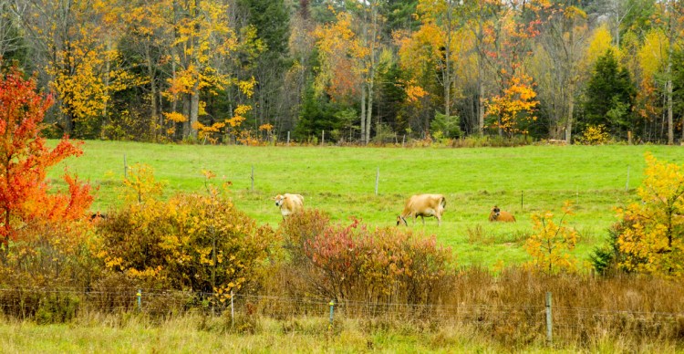 Dairy cows graze in a pasture on Oct. 24, 2017, at The Milkhouse Dairy Farm and Creamery in Monmouth. The town is considering a tax-break program for Monmouth farmers.