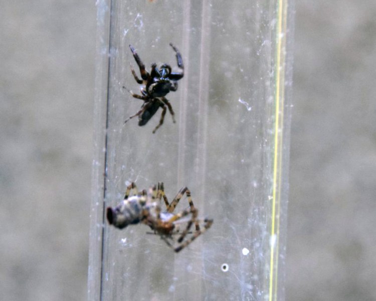 A jumping spider, top, pauses after battling a sheetweb weaver, below, in captivity.