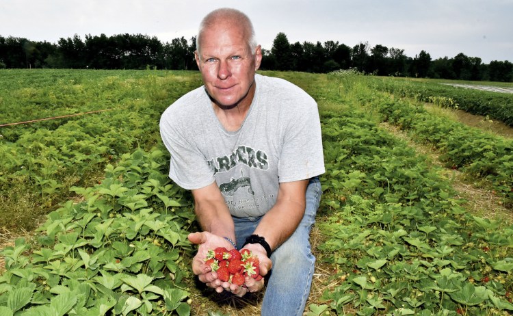 Chuck Underwood holds a handful of ripe strawberries at the Underwood Strawberry Farm in Benton on Monday. Underwood said this year's crop is in good shape and at least 10 days earlier than past years. He added that area farmers need more rain and he has had to irrigate the 3 acres of berries.