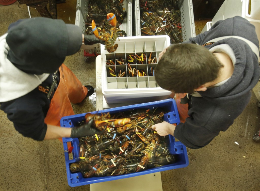 Live Maine lobsters are about to get a lot more expensive in China than the crustaceans caught in Canada if threatened tariffs are imposed in a escalating trade war.