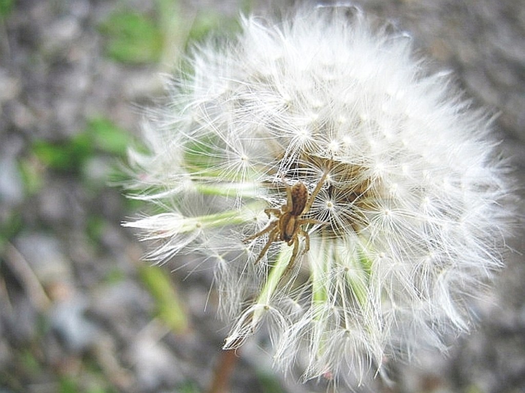 A dandelion gone to seed, with a young wolf spider. Everything in the yard knows what to do.