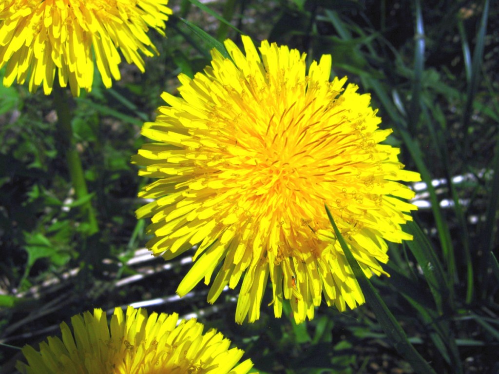 Dandelions are like little lawn suns. Everything in the yard knows what to do.