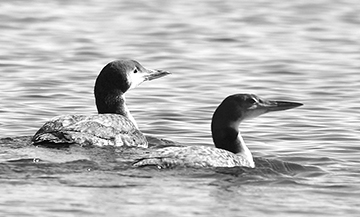 Two Common Loons, just released into Penobscot Bay after recovering from injuries, swim off together, out of sight, into the rest of their lives. Avian Haven photo by Terry Heitz

