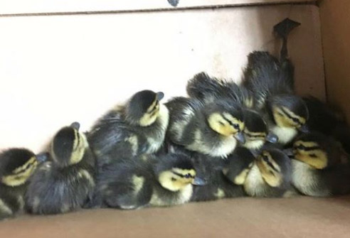 Ducklings rescued by the Portland police.