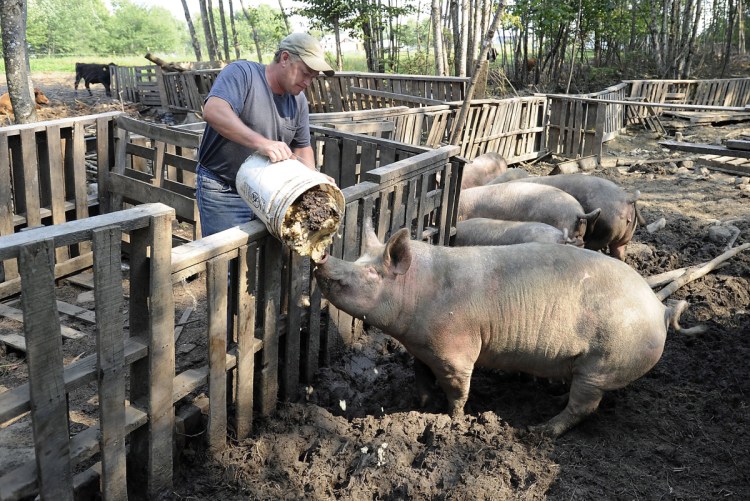Swanville farmer Jerry Ireland feeds his pigs in this file photo from the summer of 2015. In March, state animal welfare officials investigating complaints about Ireland discovered a dozen pigs had been killed and buried at the farm, leading to charges of animal cruelty later in the spring. Through his attorney, Ireland has pleaded not guilty in Belfast District Court.