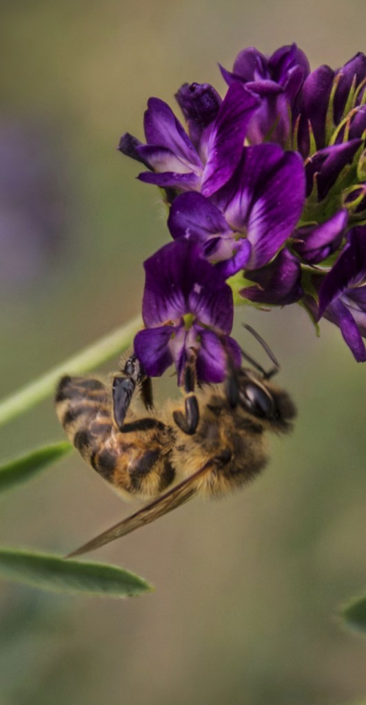 Bees are the pollinators of most of the nation's flowering crops.