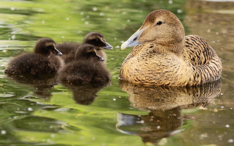 An eider duck and her chicks.