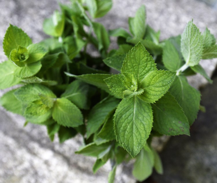 Mint in the garden can be aggressive, spreading quickly and overtaking space for other plants.