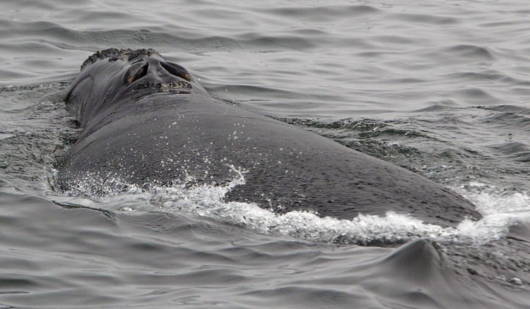 The blowhole of a North Atlantic right whale is seen from a research vessel as the whale moves away from the boat off shore from Provincetown, Mass., in Cape Cod Bay. A new study published Tuesday indicates that under the right conditions scientists can quickly obtain hormonal data by collecting the spray from whales' blowholes at sea.